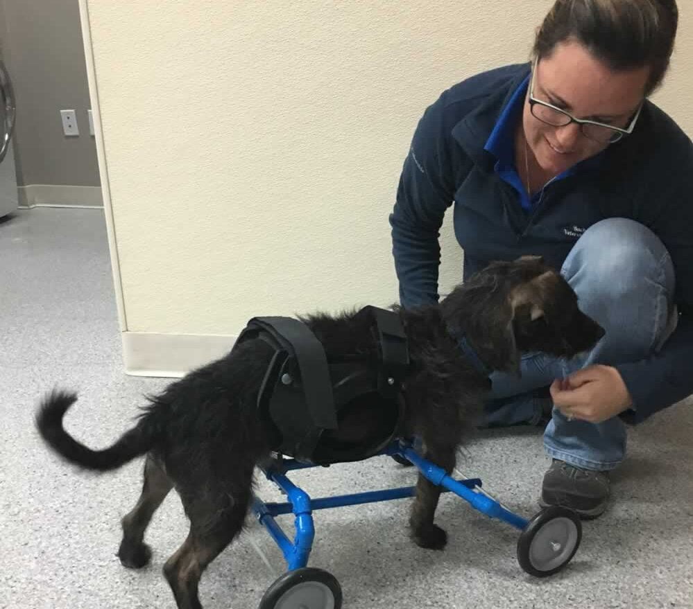 Veterinarian in Nampa, ID Veterinarian in Nampa, ID