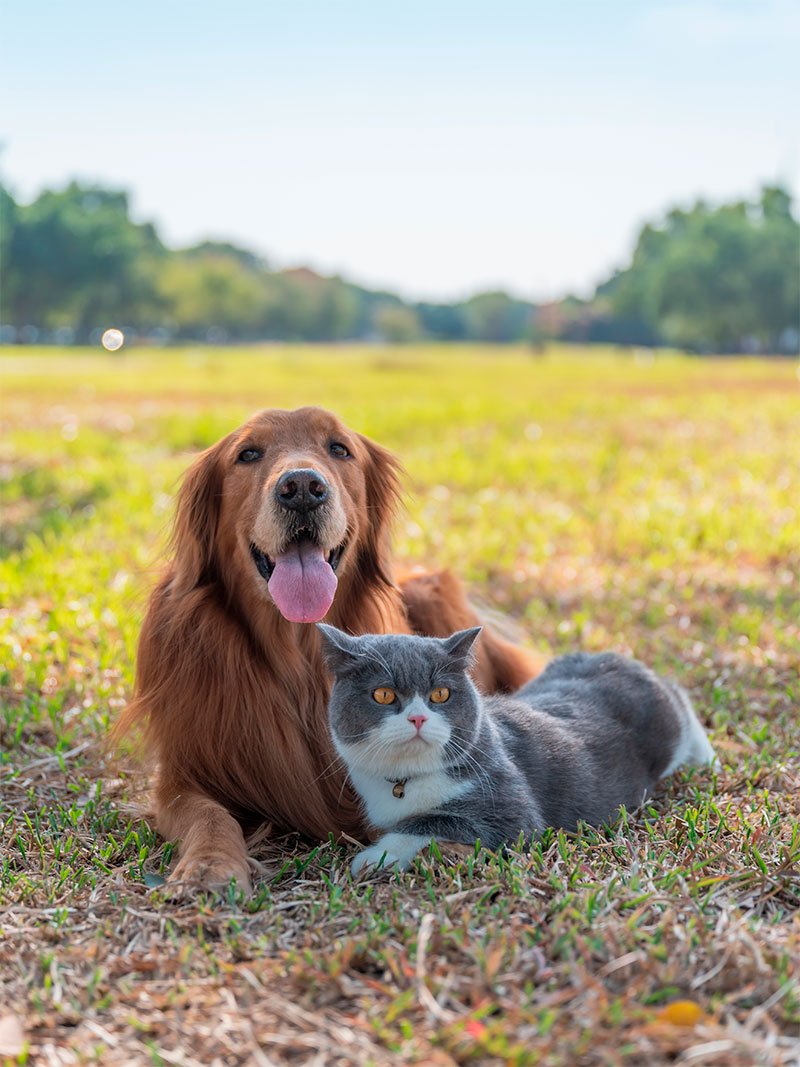 Pet Acupuncture in Nampa, Idaho Pet Acupuncture in Nampa, Idaho