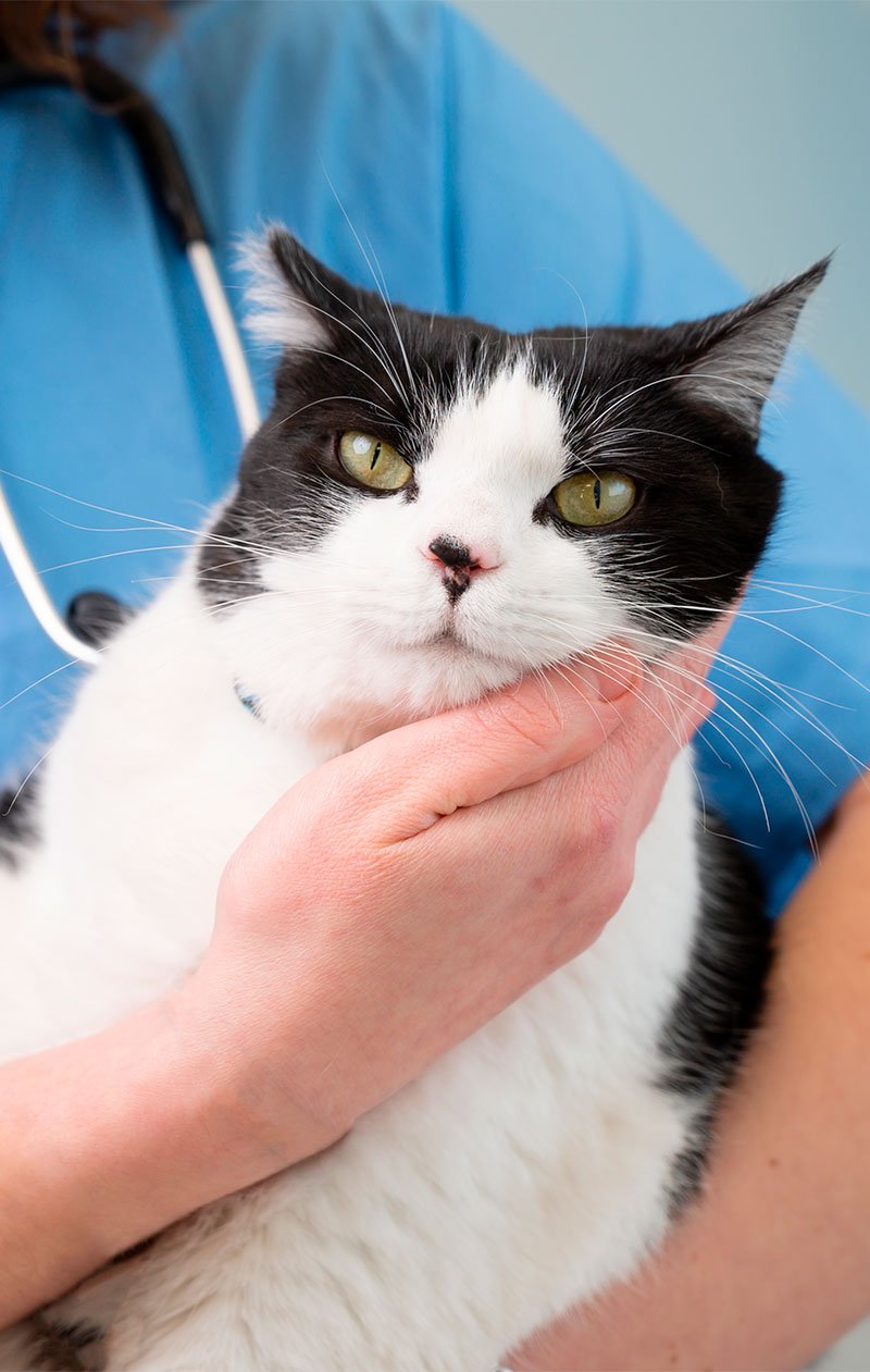 Pet Exercise Therapy in Nampa, Idaho Pet Exercise Therapy in Nampa, Idaho