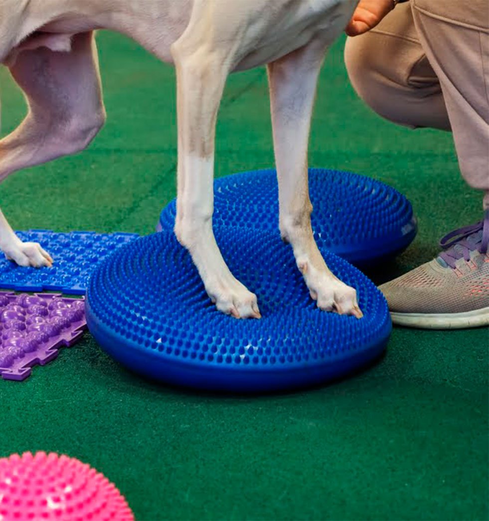 Pet Exercise Therapy Treatment in Nampa, ID Pet Exercise Therapy Treatment in Nampa, ID