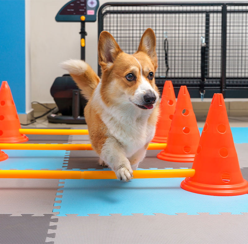 a dog doing exercise in a vet a dog doing exercise in a vet