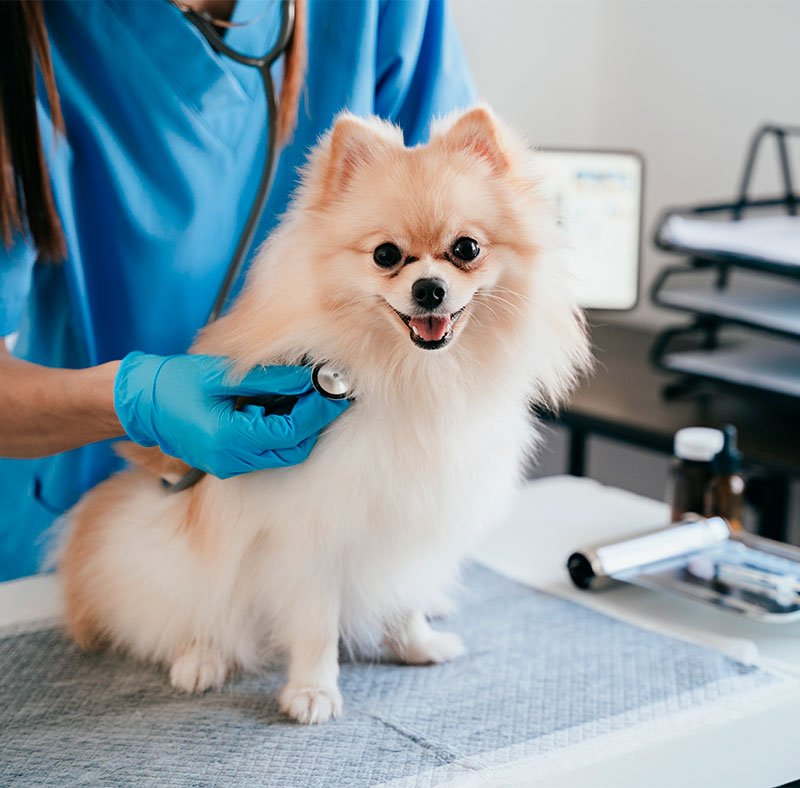 Pet Therapy in Nampa, Idaho Pet Therapy in Nampa, Idaho