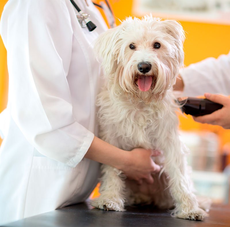 pet laser therapy on a dog pet laser therapy on a dog