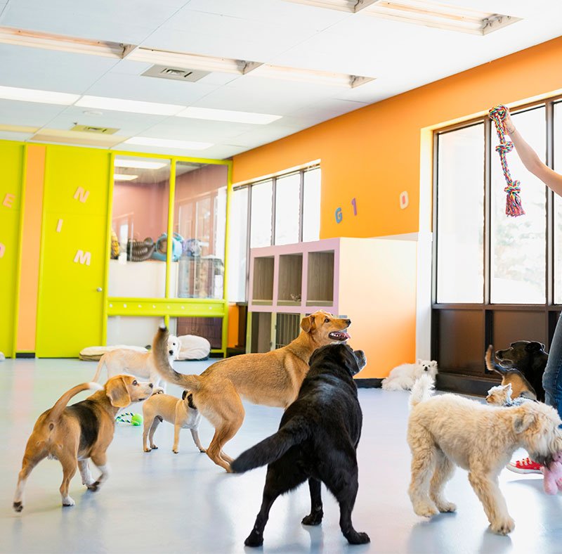 dog playing trying to get their toy rope dog playing trying to get their toy rope