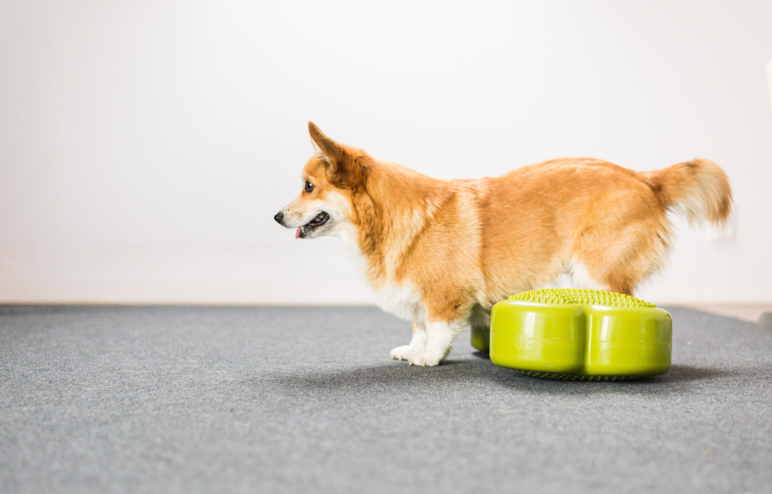 Pet Exercise Therapy in Nampa