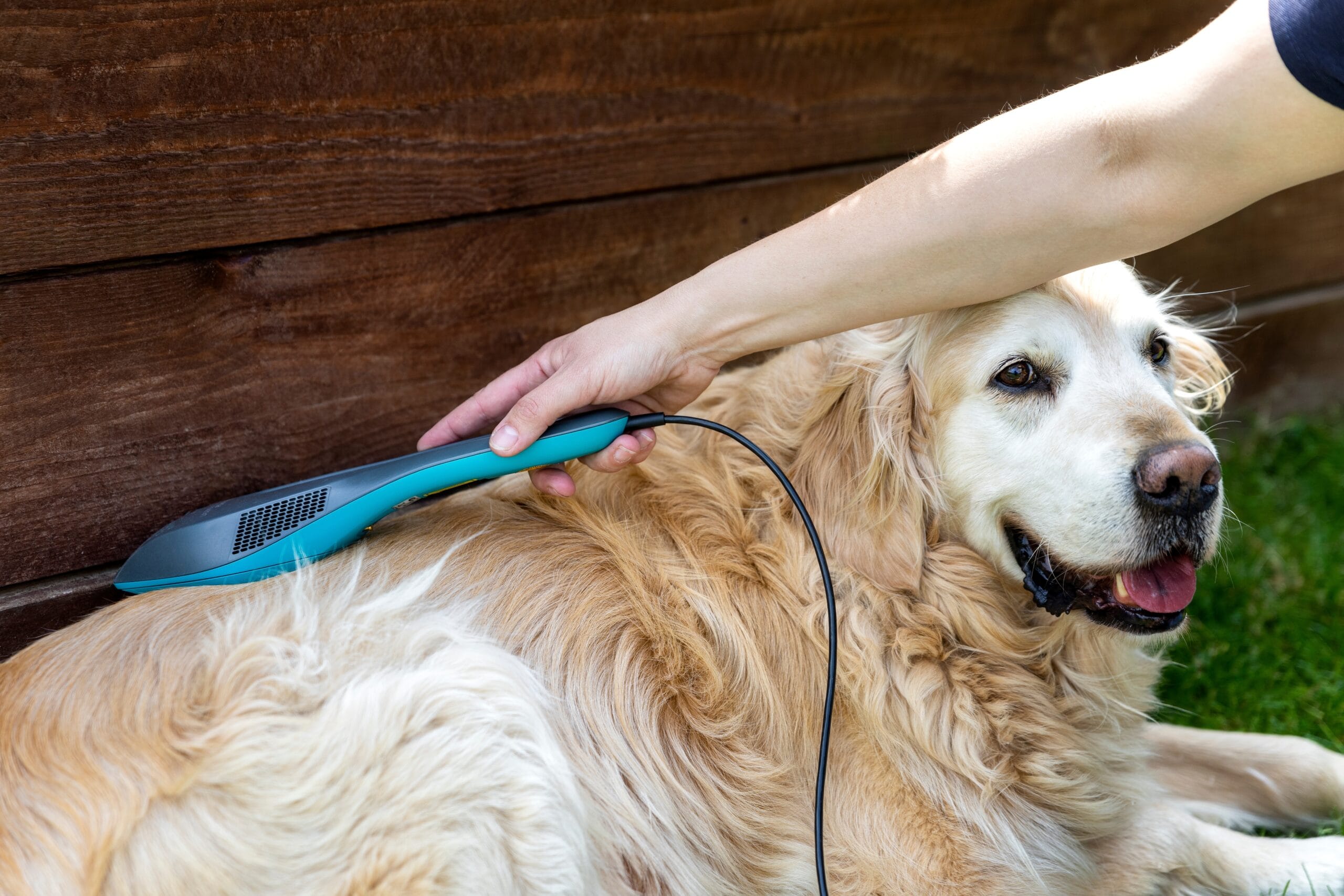 Pet Laser Therapy Treatment in Nampa, ID